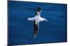 Wandering Albatross in Flight-null-Mounted Photographic Print