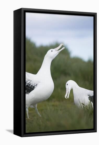 Wandering Albatross Performing Courtship Display-DLILLC-Framed Premier Image Canvas