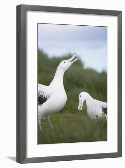 Wandering Albatross Performing Courtship Display-DLILLC-Framed Photographic Print