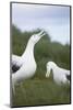 Wandering Albatross Performing Courtship Display-DLILLC-Mounted Photographic Print