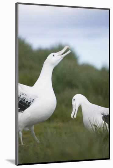 Wandering Albatross Performing Courtship Display-DLILLC-Mounted Photographic Print