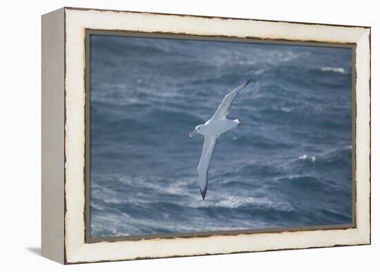 Wandering Albatross-DLILLC-Framed Premier Image Canvas