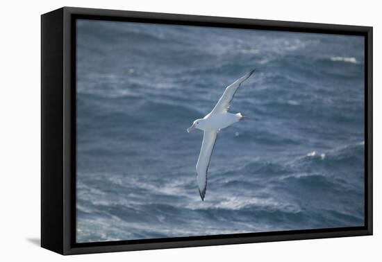Wandering Albatross-DLILLC-Framed Premier Image Canvas