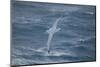 Wandering Albatross-DLILLC-Mounted Photographic Print