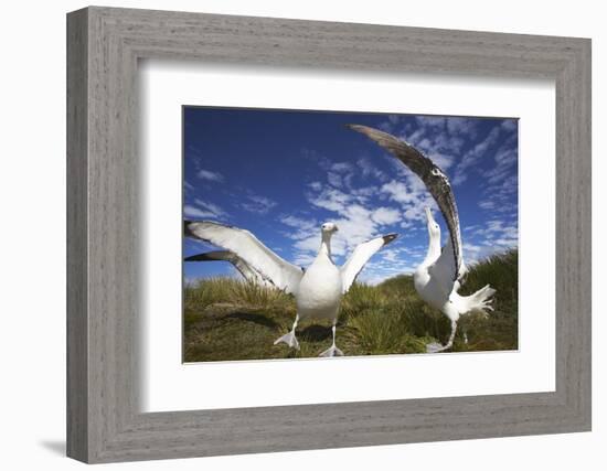 Wandering Albatrosses on South Georgia Island-Paul Souders-Framed Photographic Print