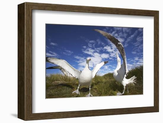 Wandering Albatrosses on South Georgia Island-Paul Souders-Framed Photographic Print
