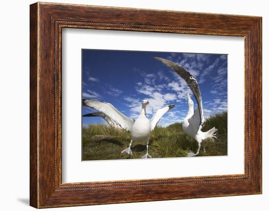 Wandering Albatrosses on South Georgia Island-Paul Souders-Framed Photographic Print