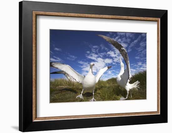 Wandering Albatrosses on South Georgia Island-Paul Souders-Framed Photographic Print