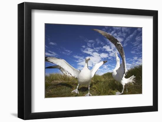 Wandering Albatrosses on South Georgia Island-Paul Souders-Framed Photographic Print
