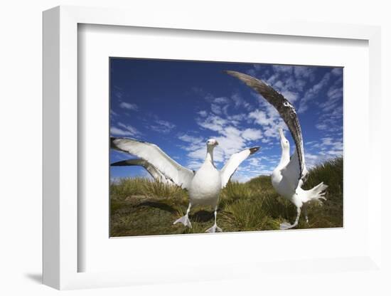 Wandering Albatrosses on South Georgia Island-Paul Souders-Framed Photographic Print