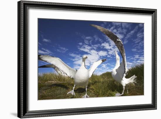 Wandering Albatrosses on South Georgia Island-Paul Souders-Framed Photographic Print