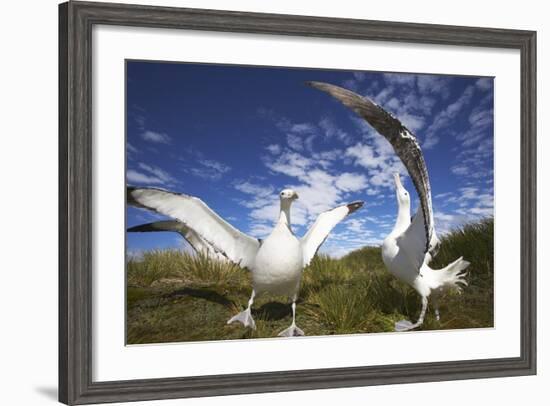 Wandering Albatrosses on South Georgia Island-Paul Souders-Framed Photographic Print