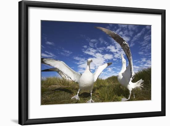 Wandering Albatrosses on South Georgia Island-Paul Souders-Framed Photographic Print