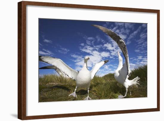 Wandering Albatrosses on South Georgia Island-Paul Souders-Framed Photographic Print