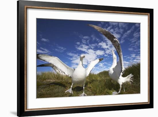 Wandering Albatrosses on South Georgia Island-Paul Souders-Framed Photographic Print