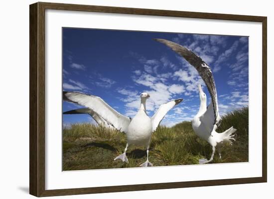 Wandering Albatrosses on South Georgia Island-Paul Souders-Framed Photographic Print