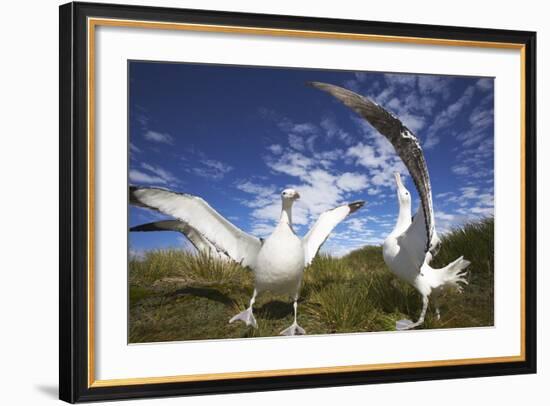 Wandering Albatrosses on South Georgia Island-Paul Souders-Framed Photographic Print