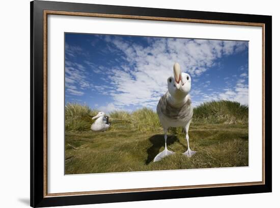 Wandering Albatrosses-null-Framed Photographic Print