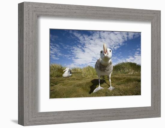 Wandering Albatrosses-null-Framed Photographic Print