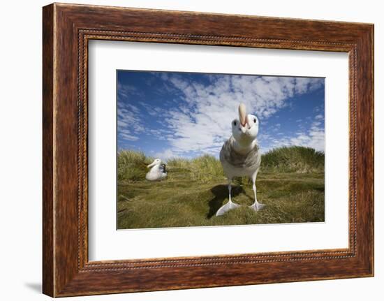 Wandering Albatrosses-null-Framed Photographic Print