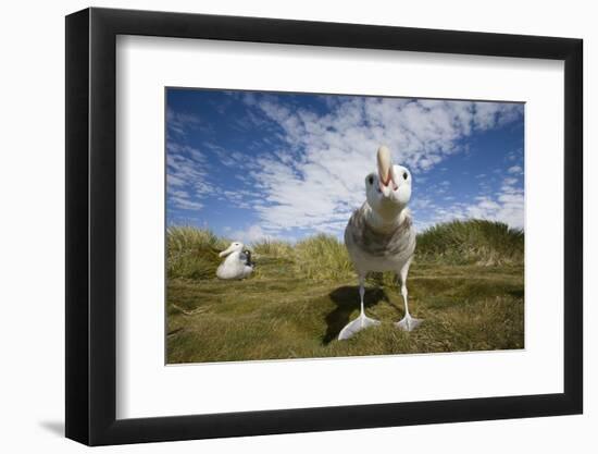 Wandering Albatrosses-null-Framed Photographic Print