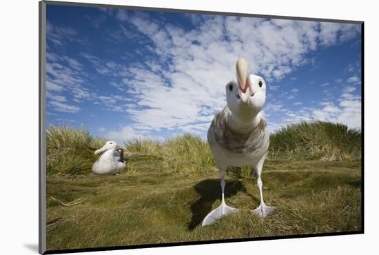 Wandering Albatrosses-null-Mounted Photographic Print