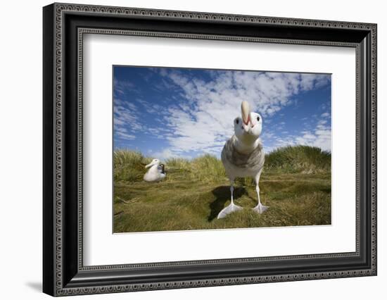 Wandering Albatrosses-null-Framed Photographic Print