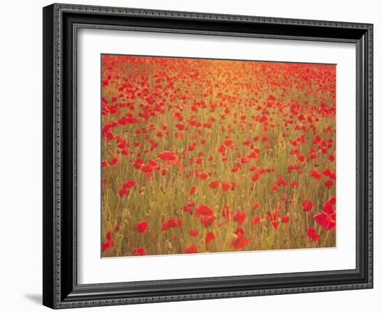 Wandering in Crimson Dreams-Doug Chinnery-Framed Photographic Print