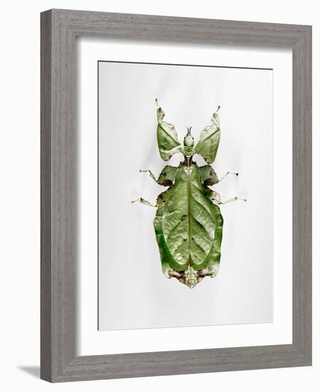 Wandering Leaf, Phyllium Giganteum, , Green, Female, Animal, Insect, Ghost Locust, Locust-Hawi-Framed Photographic Print