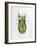 Wandering Leaf, Phyllium Giganteum, , Green, Female, Animal, Insect, Ghost Locust, Locust-Hawi-Framed Photographic Print