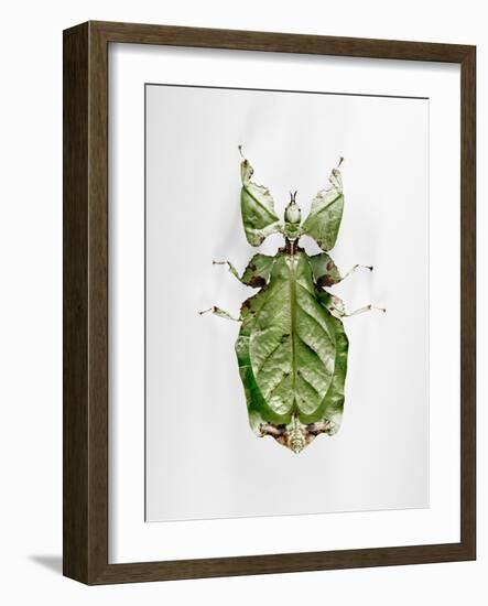 Wandering Leaf, Phyllium Giganteum, , Green, Female, Animal, Insect, Ghost Locust, Locust-Hawi-Framed Photographic Print