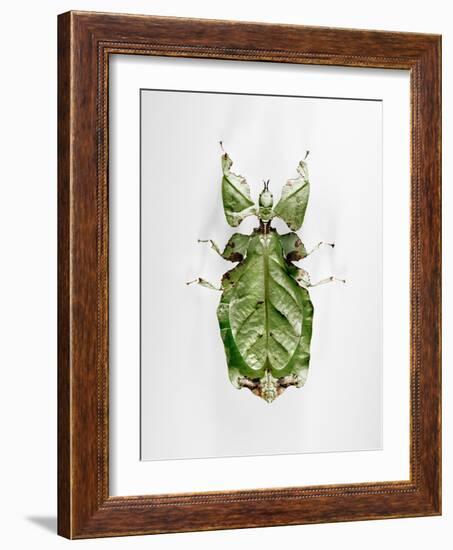 Wandering Leaf, Phyllium Giganteum, , Green, Female, Animal, Insect, Ghost Locust, Locust-Hawi-Framed Photographic Print