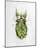 Wandering Leaf, Phyllium Giganteum, , Green, Female, Animal, Insect, Ghost Locust, Locust-Hawi-Mounted Photographic Print