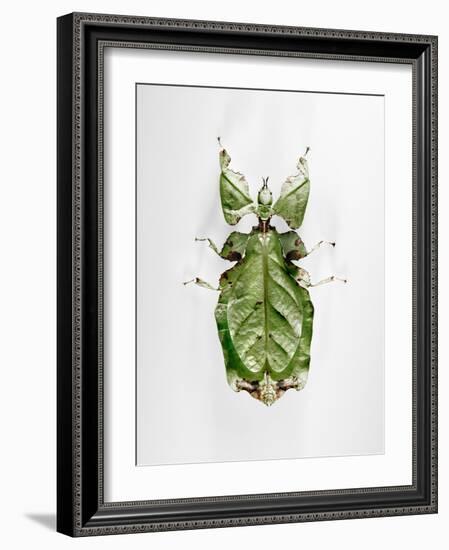 Wandering Leaf, Phyllium Giganteum, , Green, Female, Animal, Insect, Ghost Locust, Locust-Hawi-Framed Photographic Print