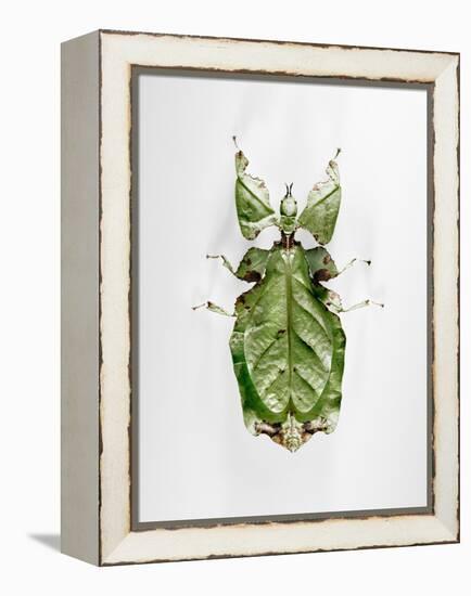 Wandering Leaf, Phyllium Giganteum, , Green, Female, Animal, Insect, Ghost Locust, Locust-Hawi-Framed Premier Image Canvas