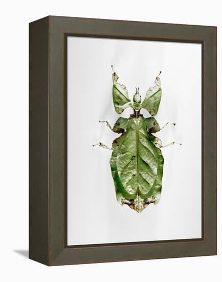 Wandering Leaf, Phyllium Giganteum, , Green, Female, Animal, Insect, Ghost Locust, Locust-Hawi-Framed Premier Image Canvas