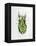 Wandering Leaf, Phyllium Giganteum, , Green, Female, Animal, Insect, Ghost Locust, Locust-Hawi-Framed Premier Image Canvas