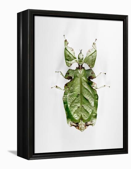 Wandering Leaf, Phyllium Giganteum, , Green, Female, Animal, Insect, Ghost Locust, Locust-Hawi-Framed Premier Image Canvas