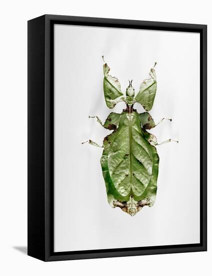 Wandering Leaf, Phyllium Giganteum, , Green, Female, Animal, Insect, Ghost Locust, Locust-Hawi-Framed Premier Image Canvas