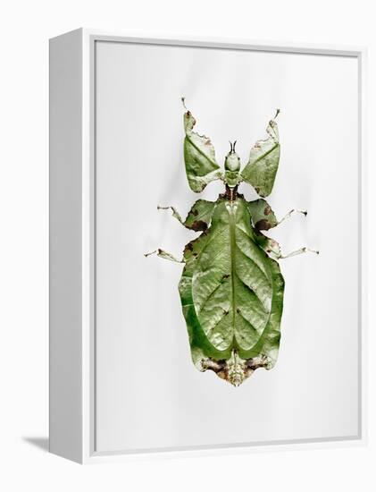 Wandering Leaf, Phyllium Giganteum, , Green, Female, Animal, Insect, Ghost Locust, Locust-Hawi-Framed Premier Image Canvas