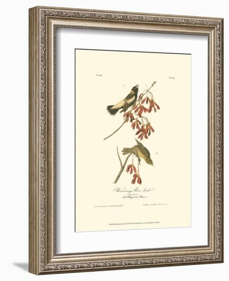 Wandering Rice Bird-John James Audubon-Framed Art Print