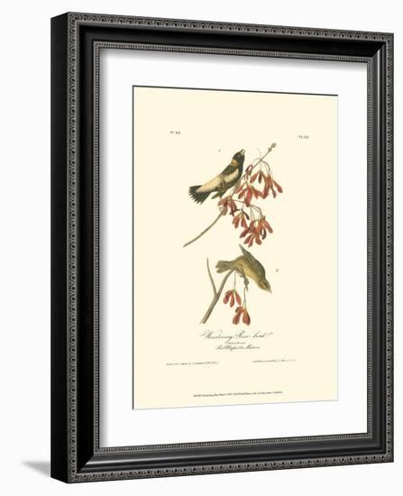 Wandering Rice Bird-John James Audubon-Framed Art Print