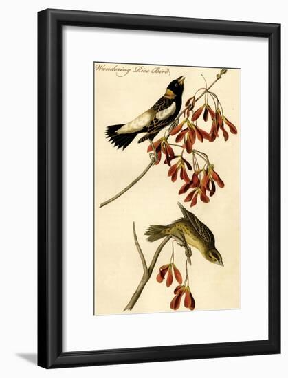 Wandering Rice Bird-John James Audubon-Framed Art Print