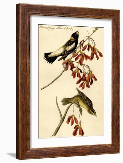 Wandering Rice Bird-John James Audubon-Framed Art Print