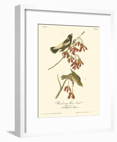 Wandering Rice Bird-John James Audubon-Framed Premium Giclee Print