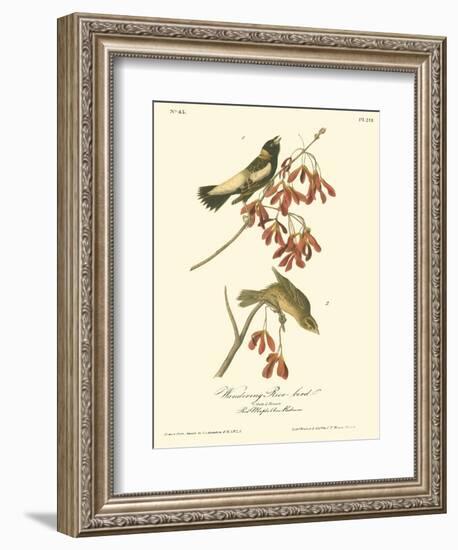 Wandering Rice Bird-John James Audubon-Framed Art Print