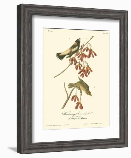 Wandering Rice Bird-John James Audubon-Framed Art Print