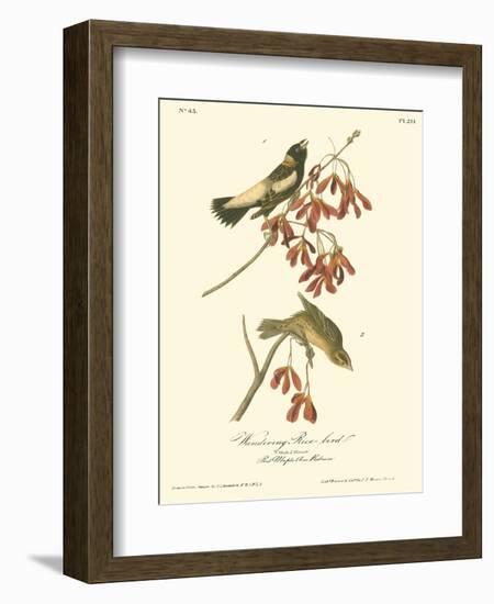 Wandering Rice Bird-John James Audubon-Framed Art Print