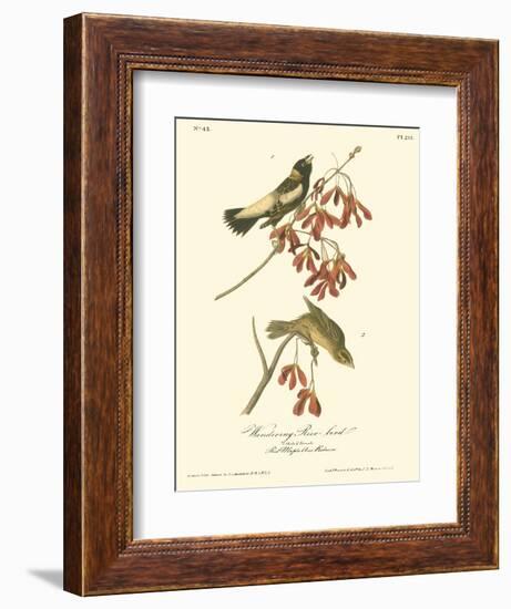 Wandering Rice Bird-John James Audubon-Framed Art Print