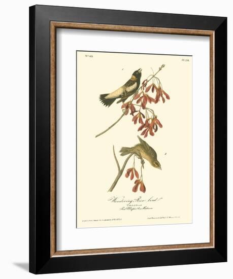 Wandering Rice Bird-John James Audubon-Framed Art Print